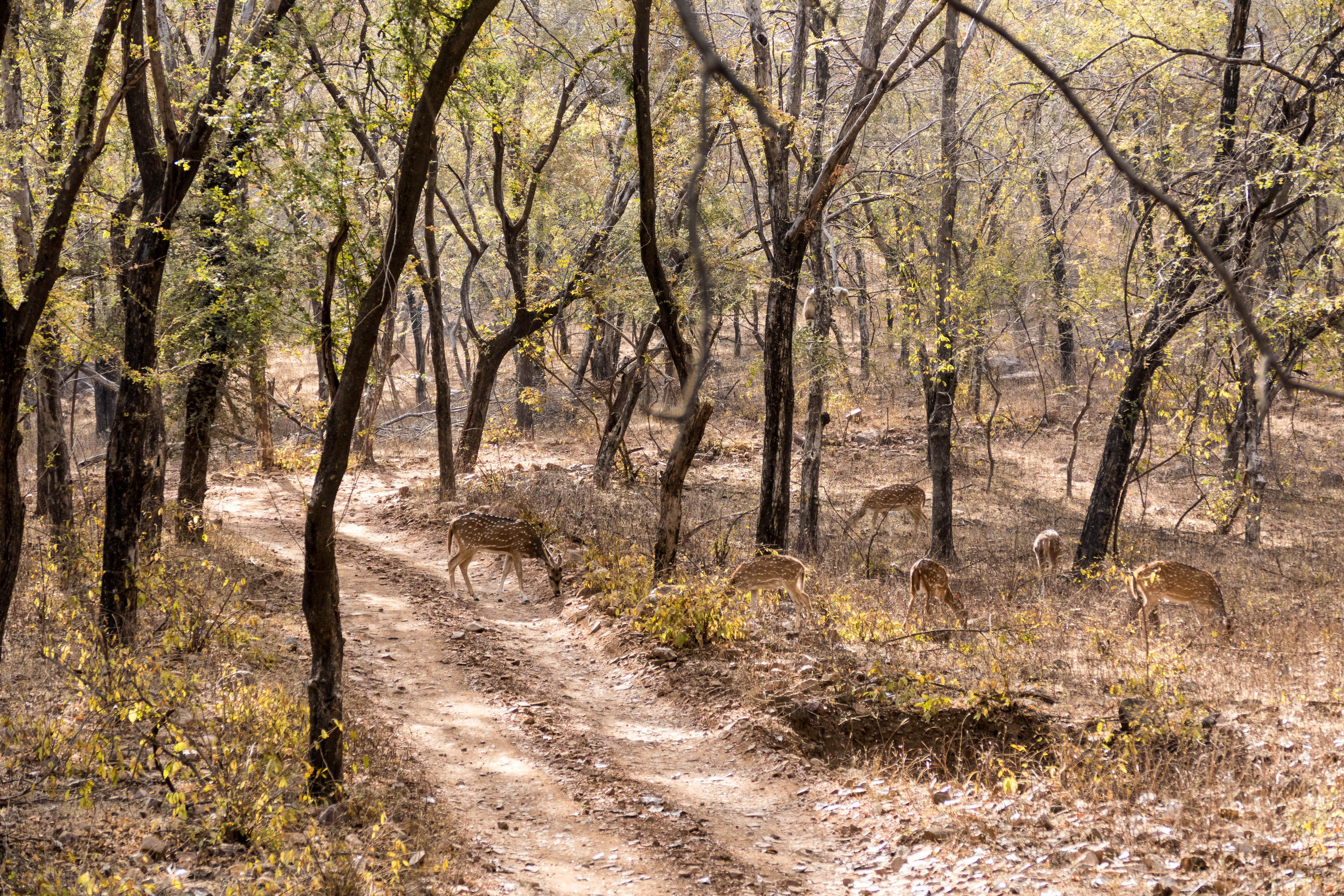 7 Ranthambore 28